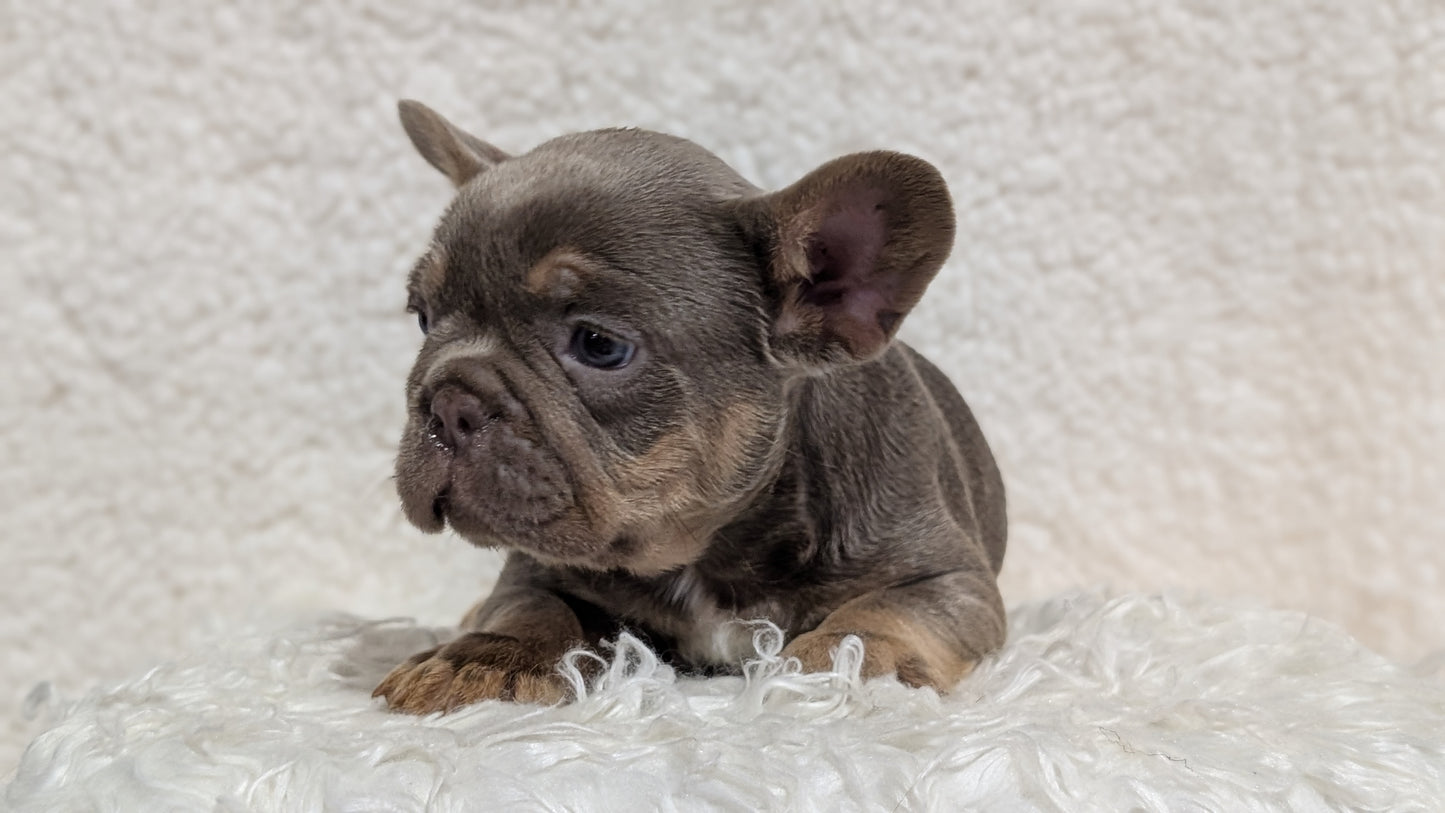FRENCH BULLDOG (JUN 29) MALES