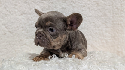 FRENCH BULLDOG (JUN 29) MALES