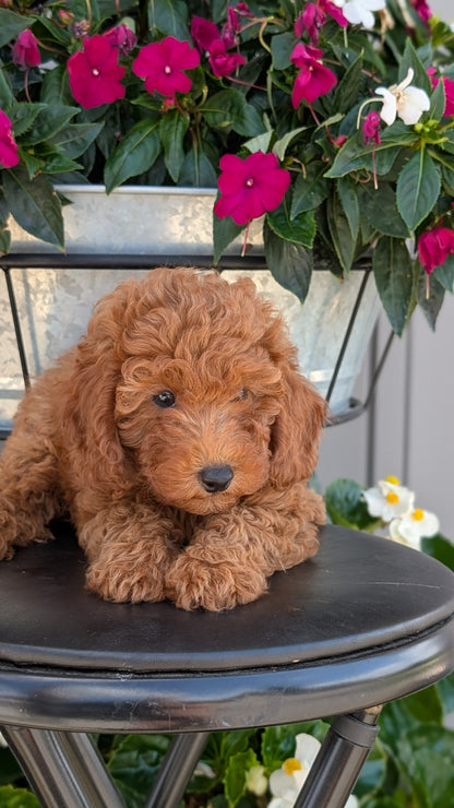 TOY POODLE (MAY 26) MALES
