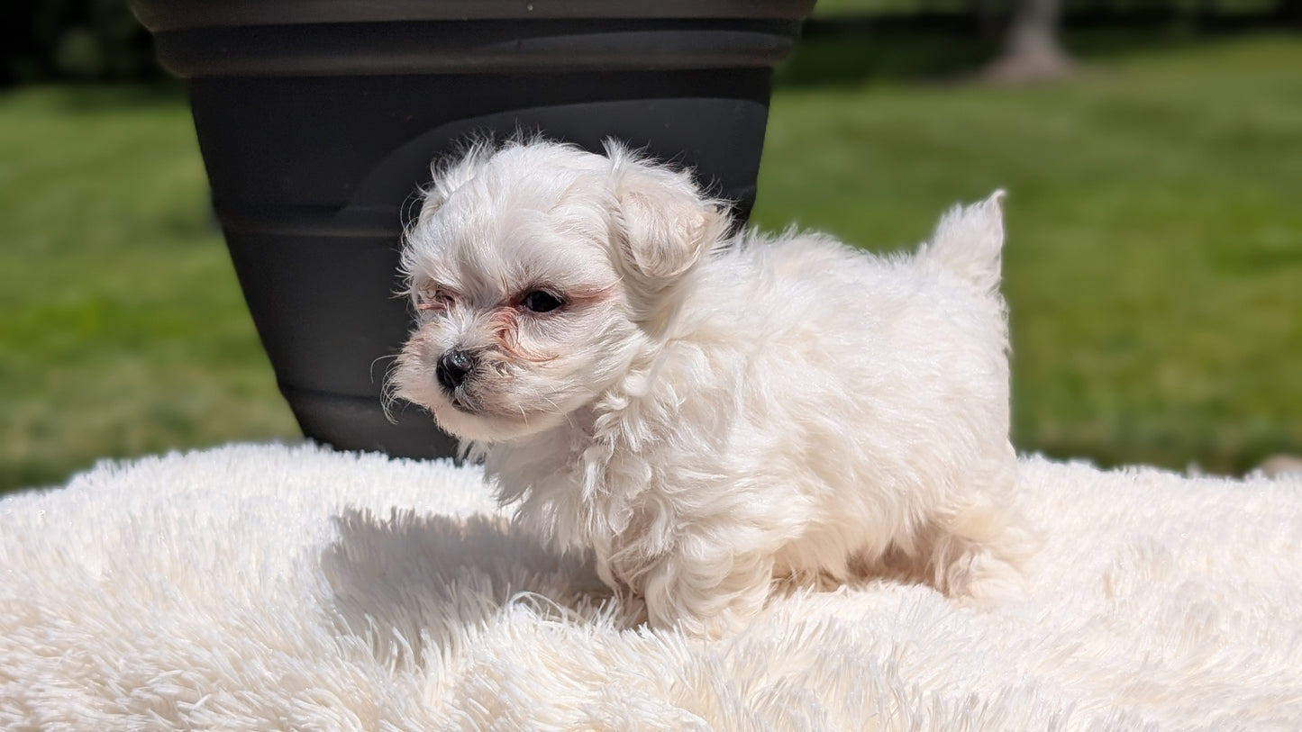 MALTESE (MAY 11) MALES