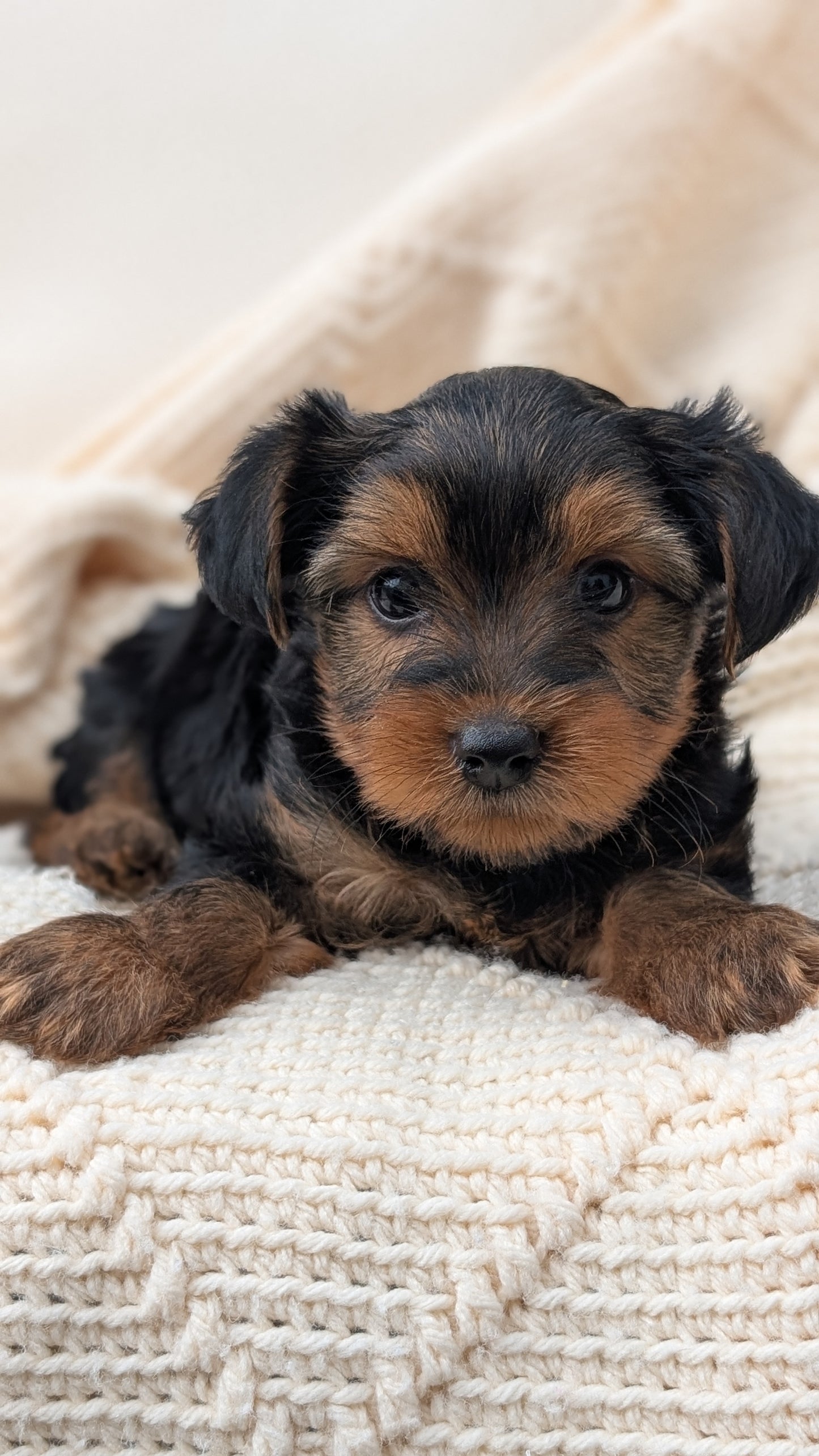 YORKSHIRE TERRIER (MAY 20) MALE