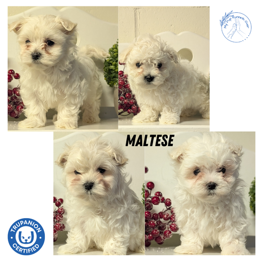 MALTESE (NOV 15) MALES