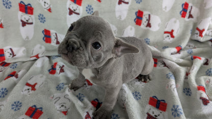 FRENCH BULLDOG (11/07) MALE