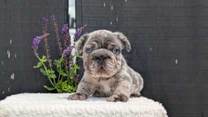 FRENCH BULLDOG (APR 24) MALES