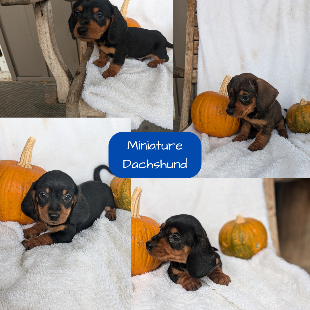 MINI DACHSHUND (08/13) MALE
