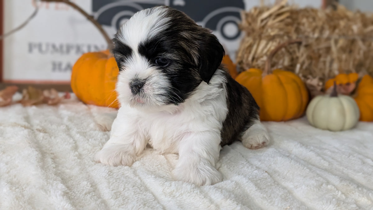 SHIH TZU (AUG 17) 2 FEMALES/3 MALES