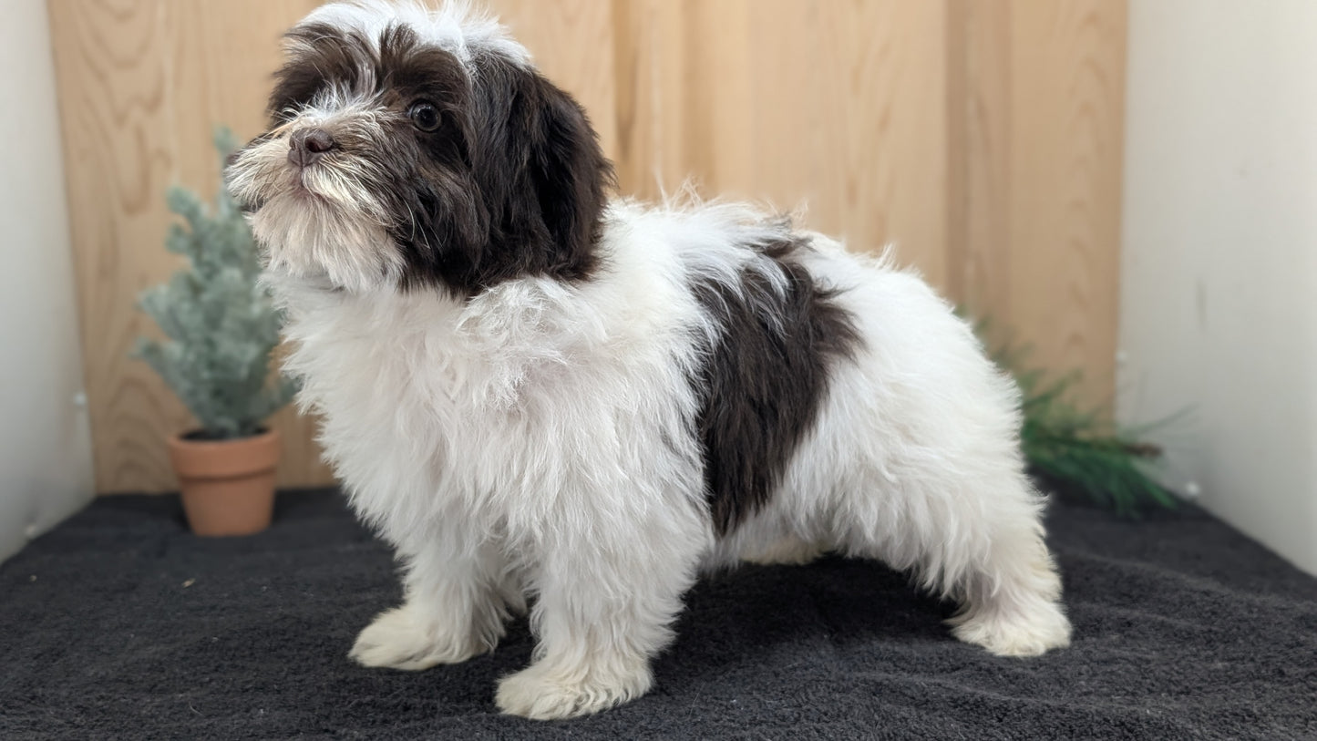 HAVANESE (09/13) FEMALE