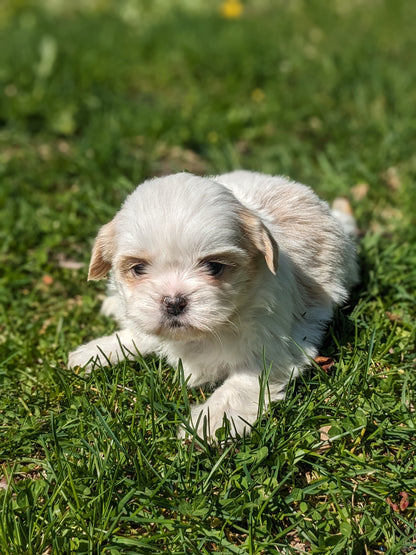 SHIH TZU (03/17) FEMALE
