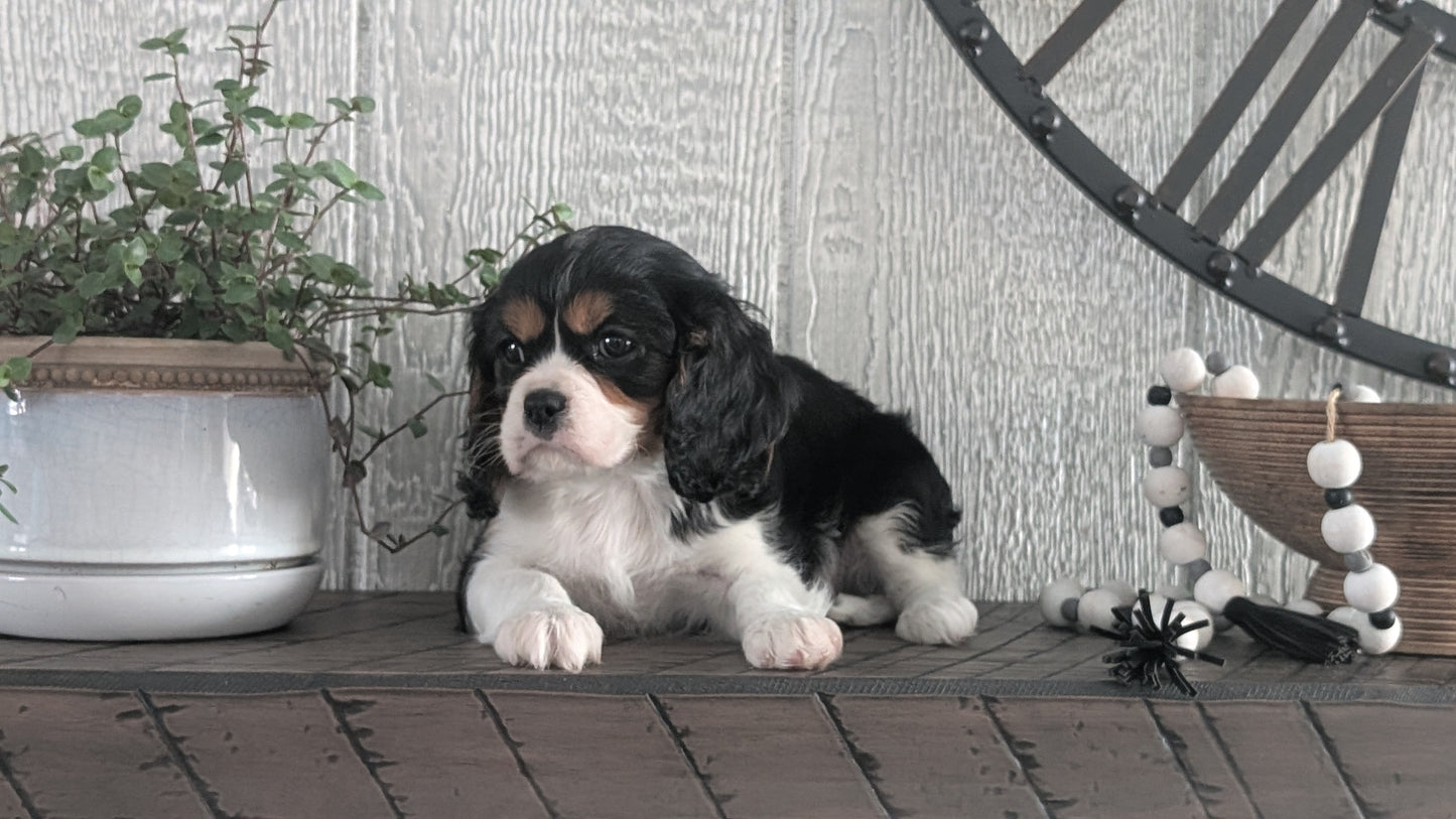 CAVALIER (DEC 03) MALES