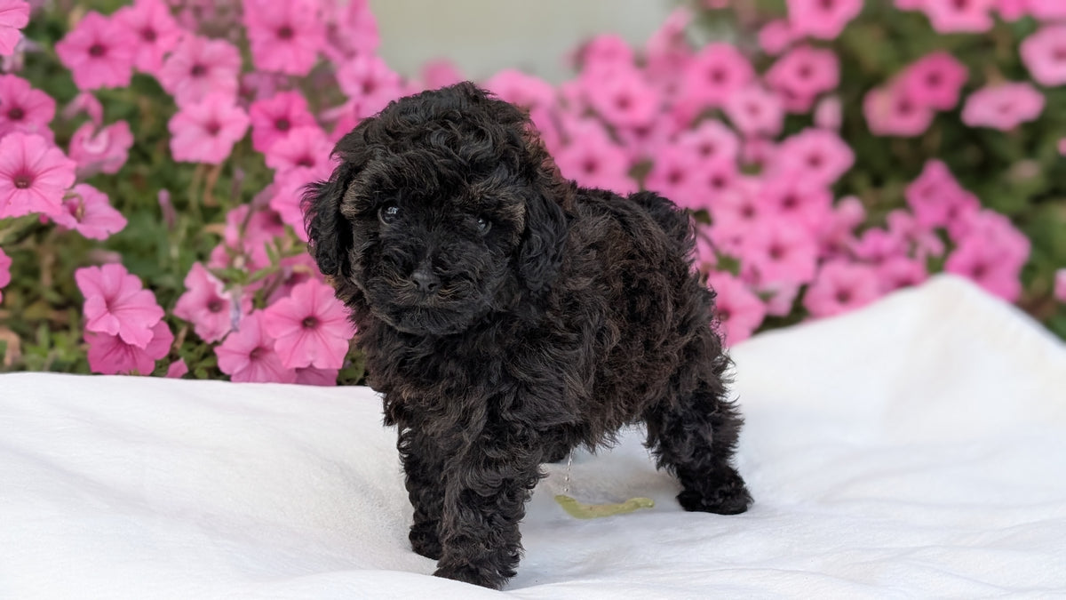 TOY POODLE (JUL 27) 1 MALE