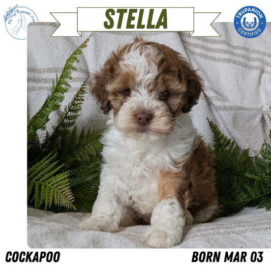 COCKAPOO (03/03) FEMALE