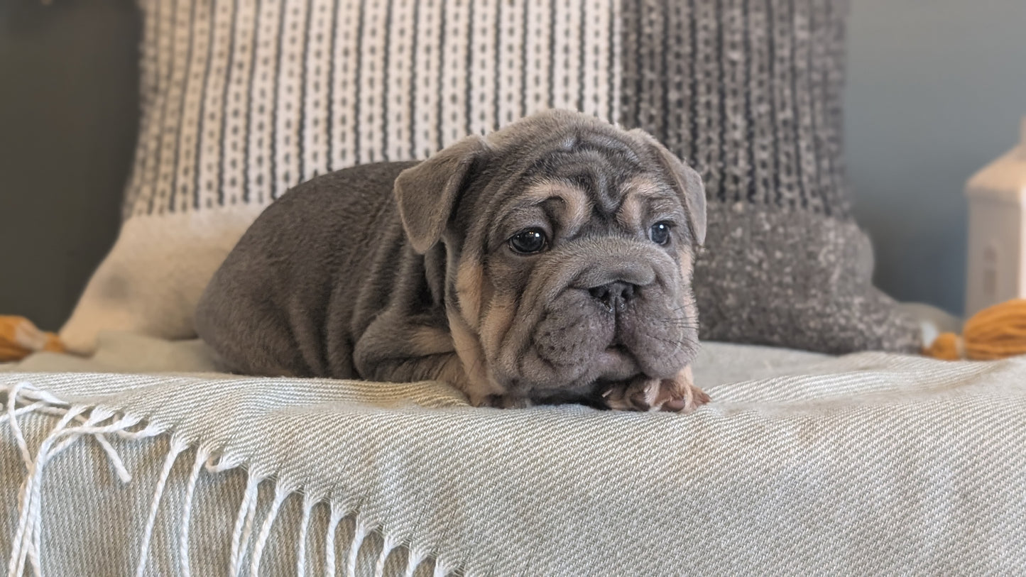 FRENCH BULLDOG (JAN 09) MALES