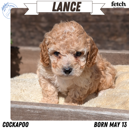 COCKAPOO (MAY 13) MALES