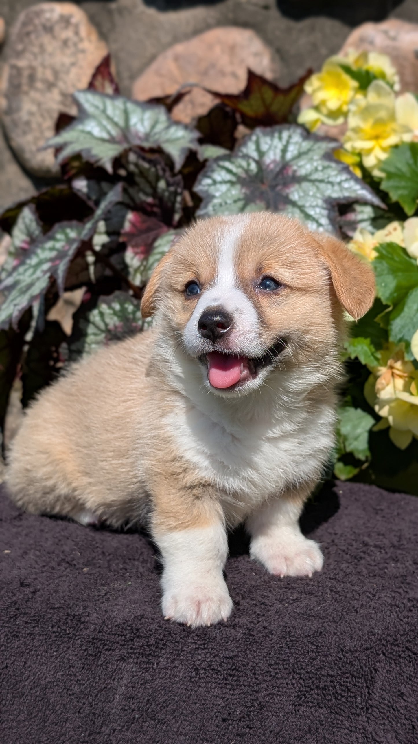 CORGI (JUL 13) 2 FEMALES/3 MALES