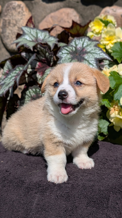 CORGI (JUL 13) 2 FEMALES/3 MALES