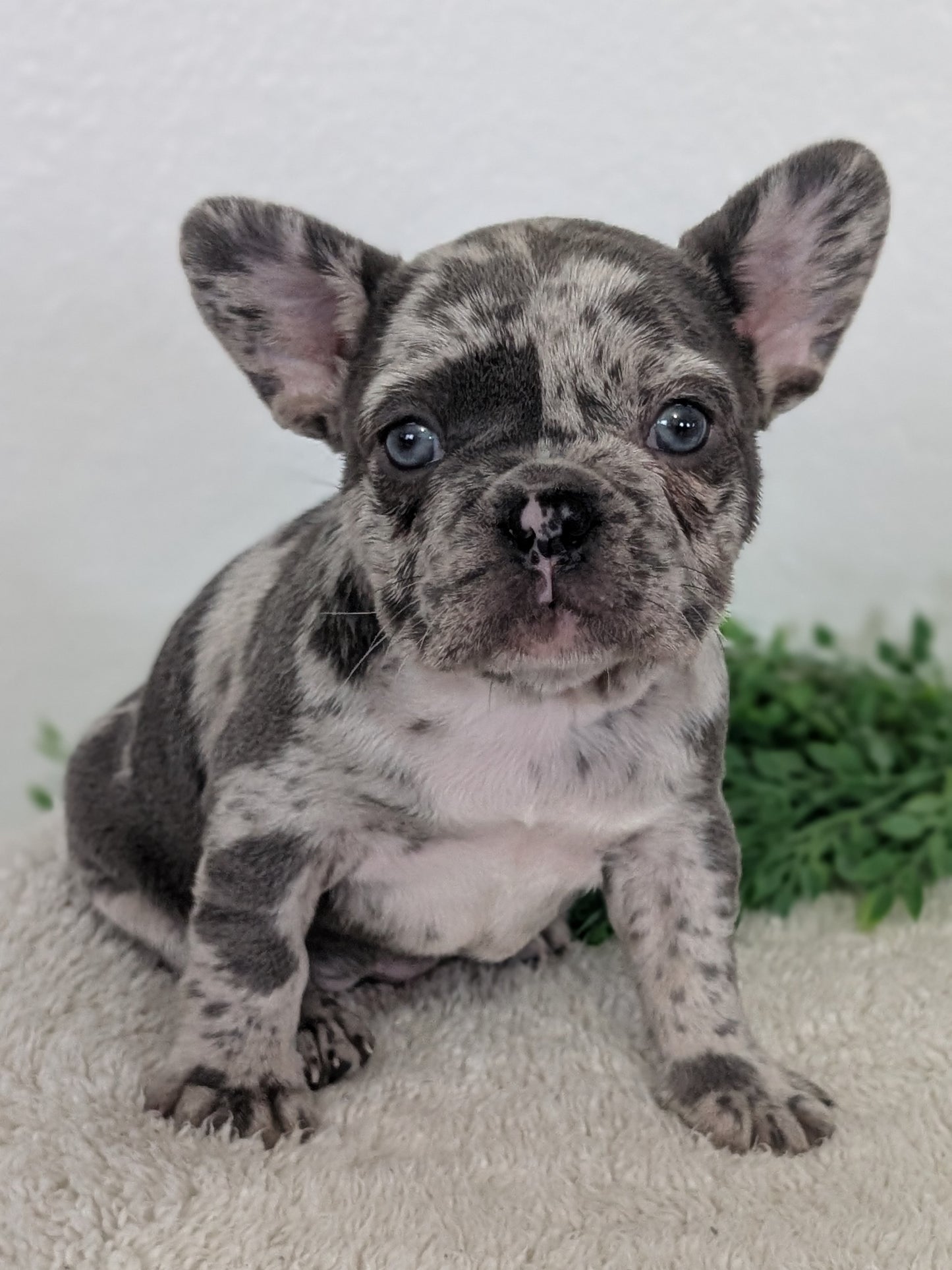 FRENCH BULLDOG (FEB 16) FEMALES