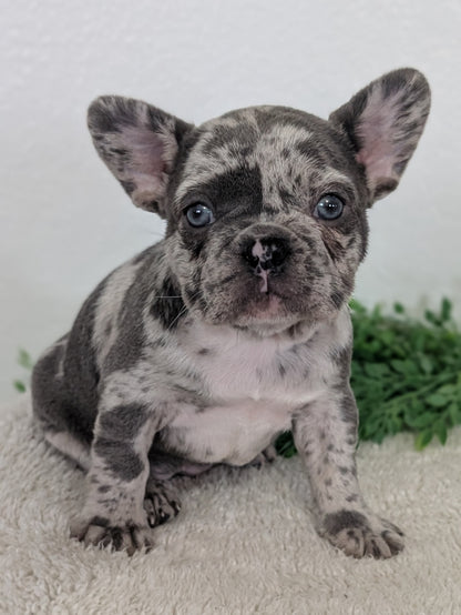 FRENCH BULLDOG (FEB 16) FEMALES