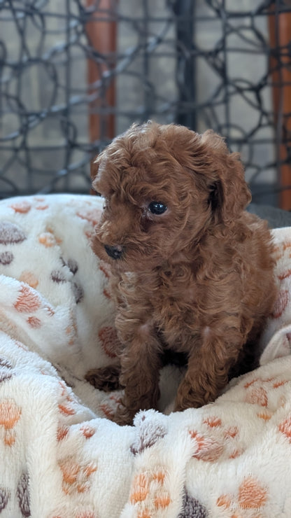 TOY POODLE (SEP 10) 4 MALES/2 FEMALES