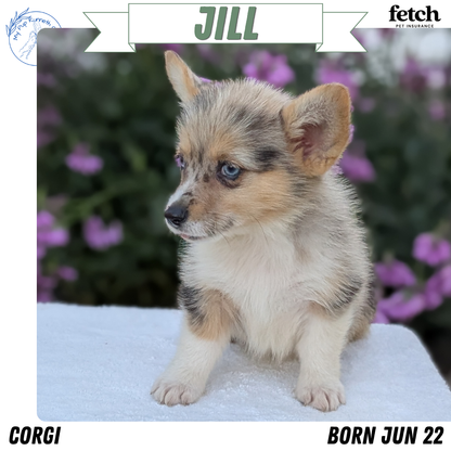 CORGI (JUN 22) FEMALE