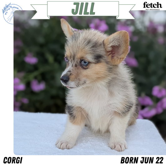 CORGI (JUN 22) FEMALE