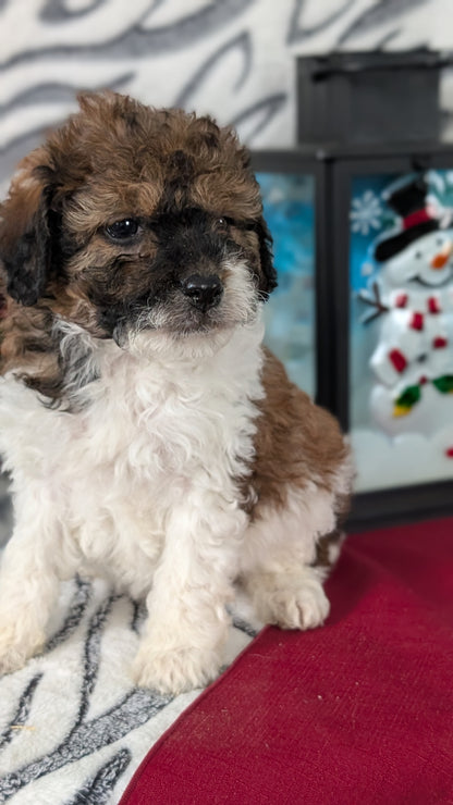 MINI LABRADOODLE (OCT 20) FEMALES