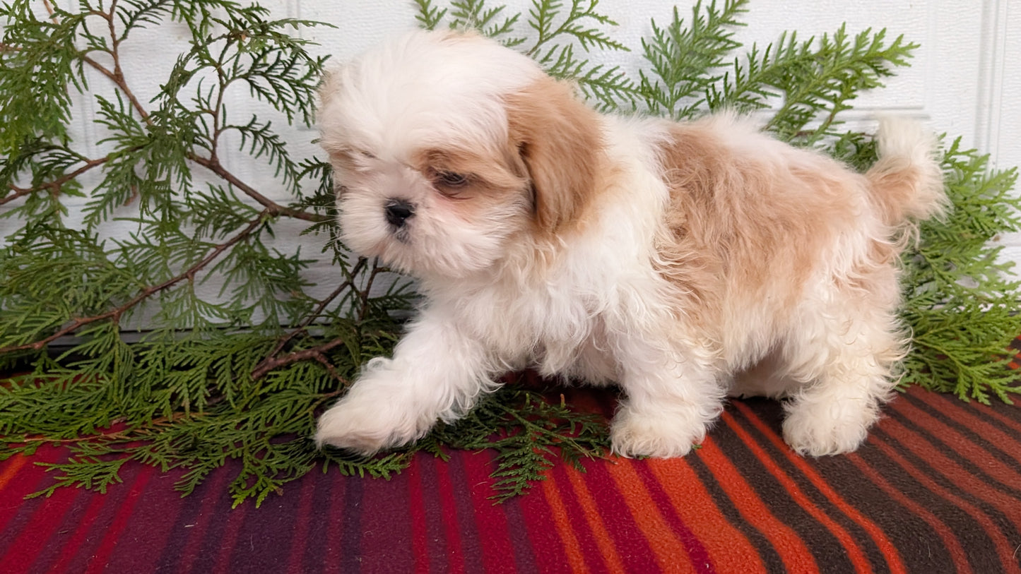 SHIH TZU (SEP 30) MALES