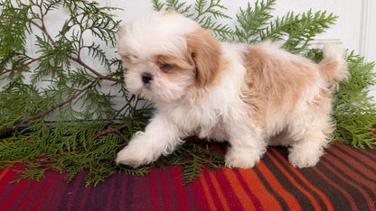 SHIH TZU (SEP 30) MALES