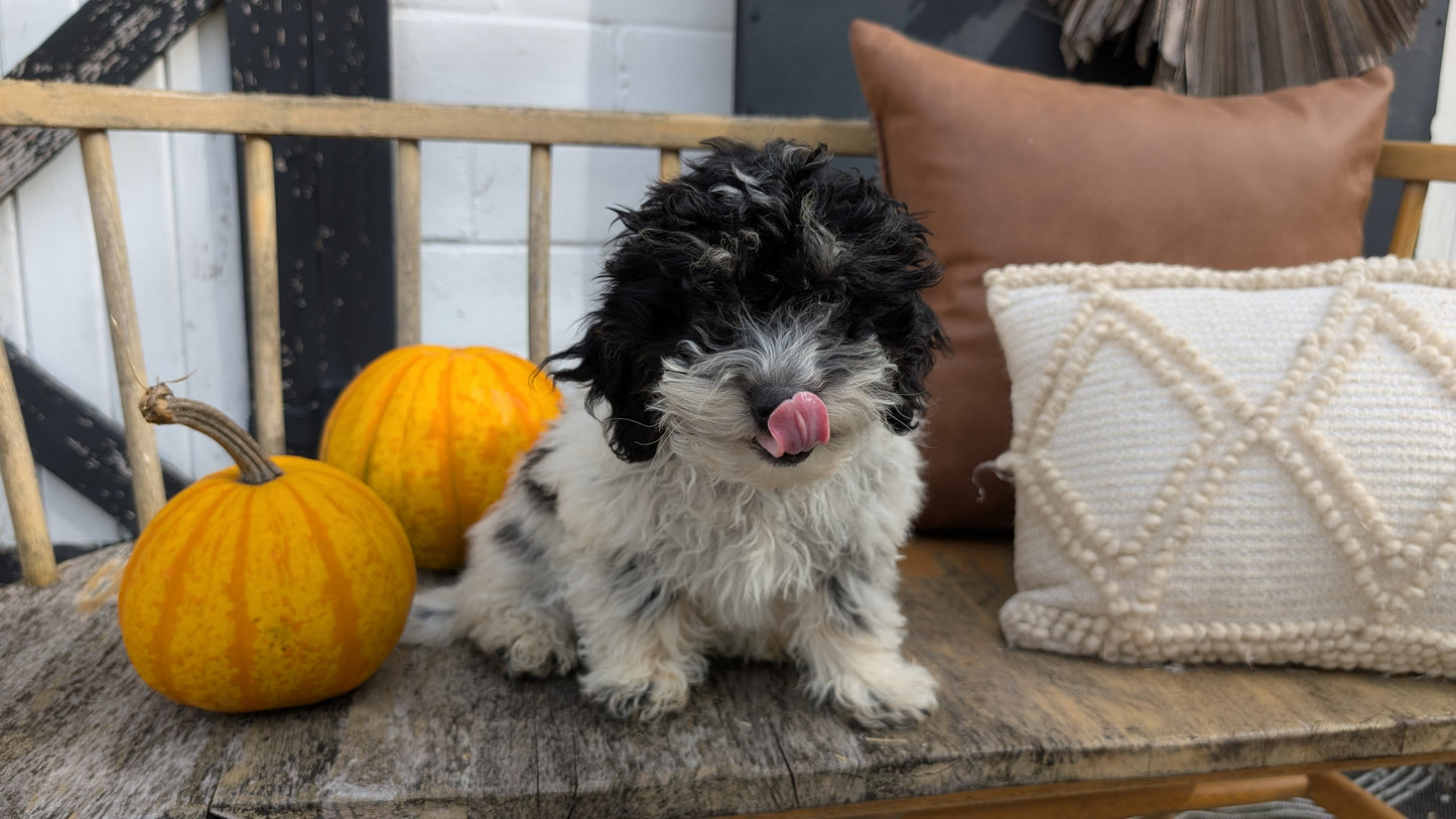 HAVAPOO (06/26) MALE