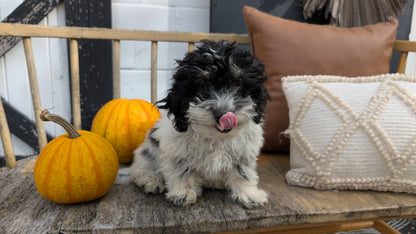 HAVAPOO (06/26) MALE