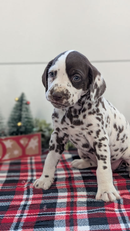 DALMATIAN (OCT 26) FEMALES