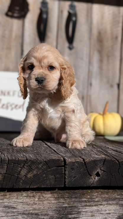 COCKER SPANIEL (09/19) MALE