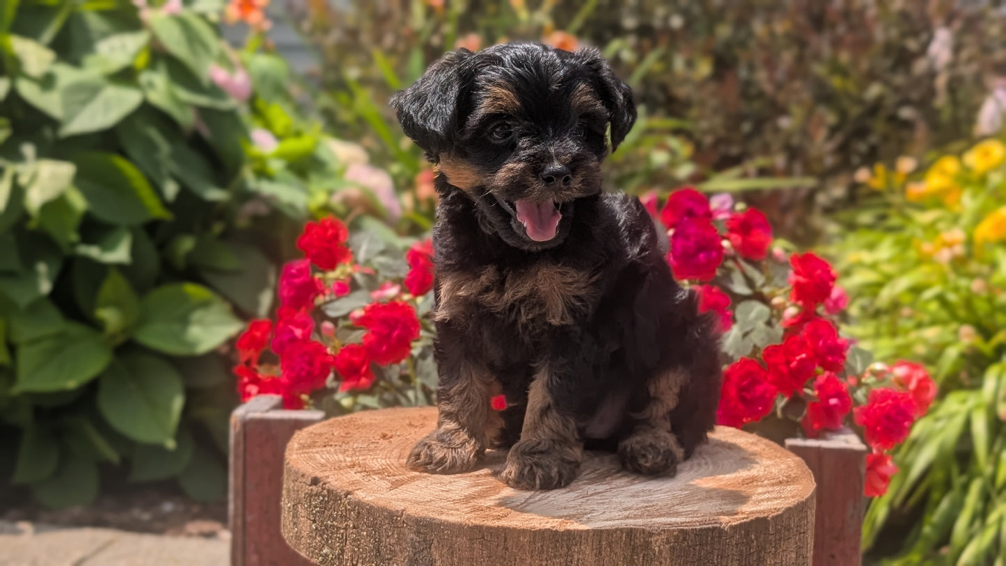 YORKIPOO (MAY 26) MALES