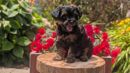 YORKIPOO (MAY 26) MALES