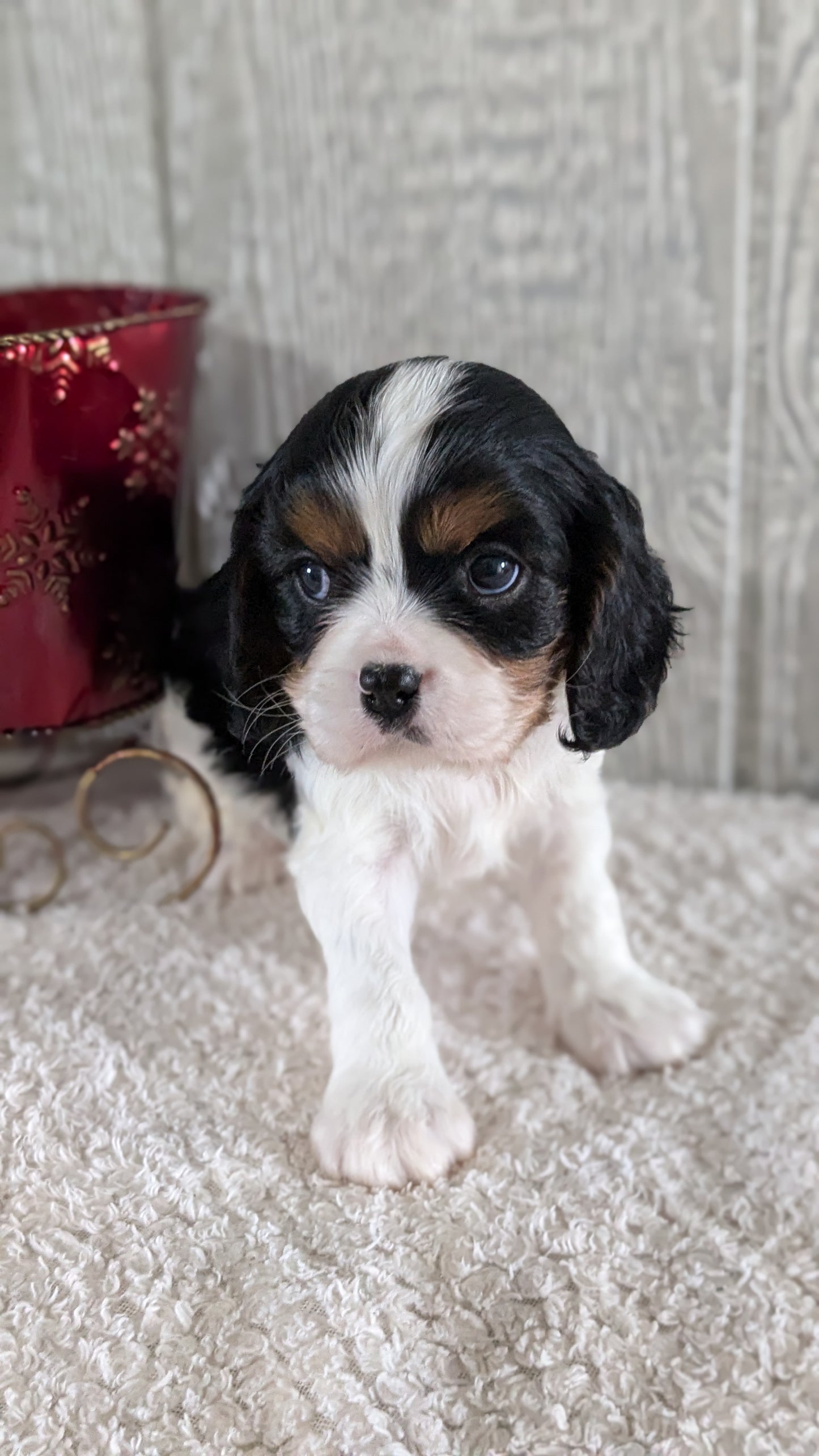CAVALIER (09/12) MALE