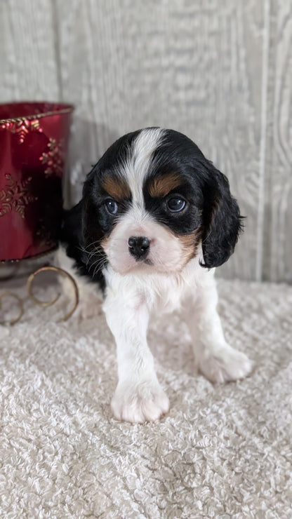 CAVALIER (09/12) MALE