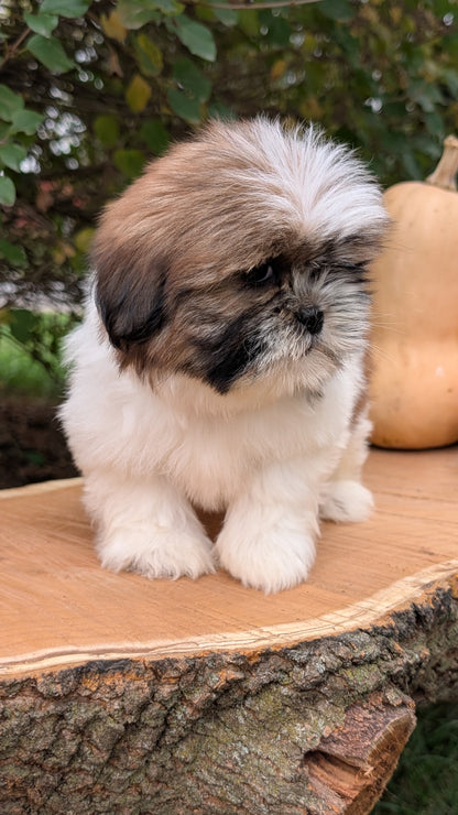 SHIH TZU (08/19) FEMALE