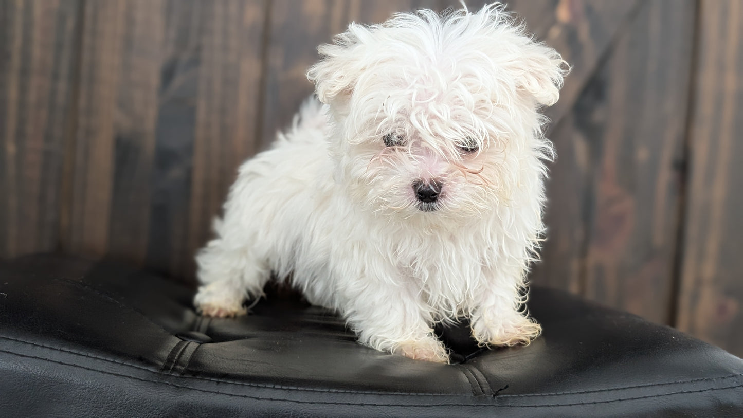 MALTESE (NOV 15) MALES