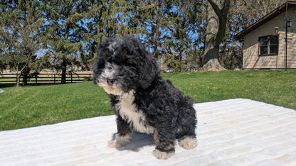 MINI BERNEDOODLE (02/09) MALE