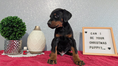 DOBERMAN PINSCHER (OCT 17) MALES