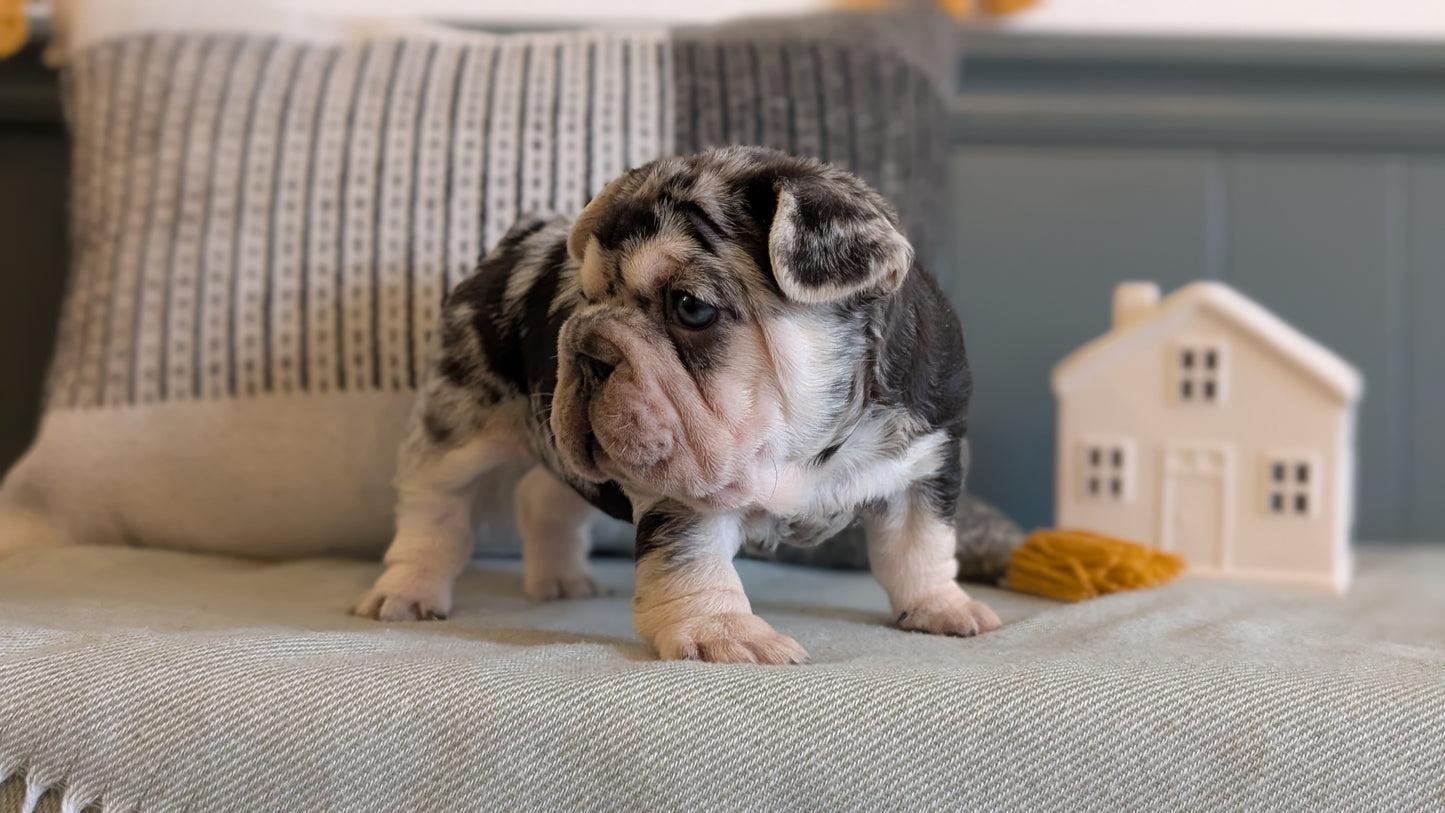 FRENCH BULLDOG (JAN 09) FEMALES