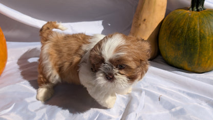SHIH TZU (07/18) MALE
