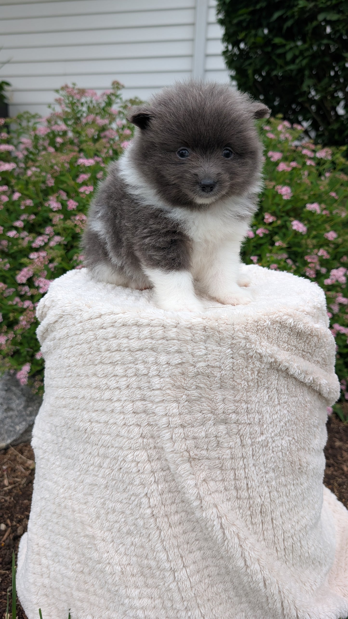 POMERANIAN (04/22) FEMALE