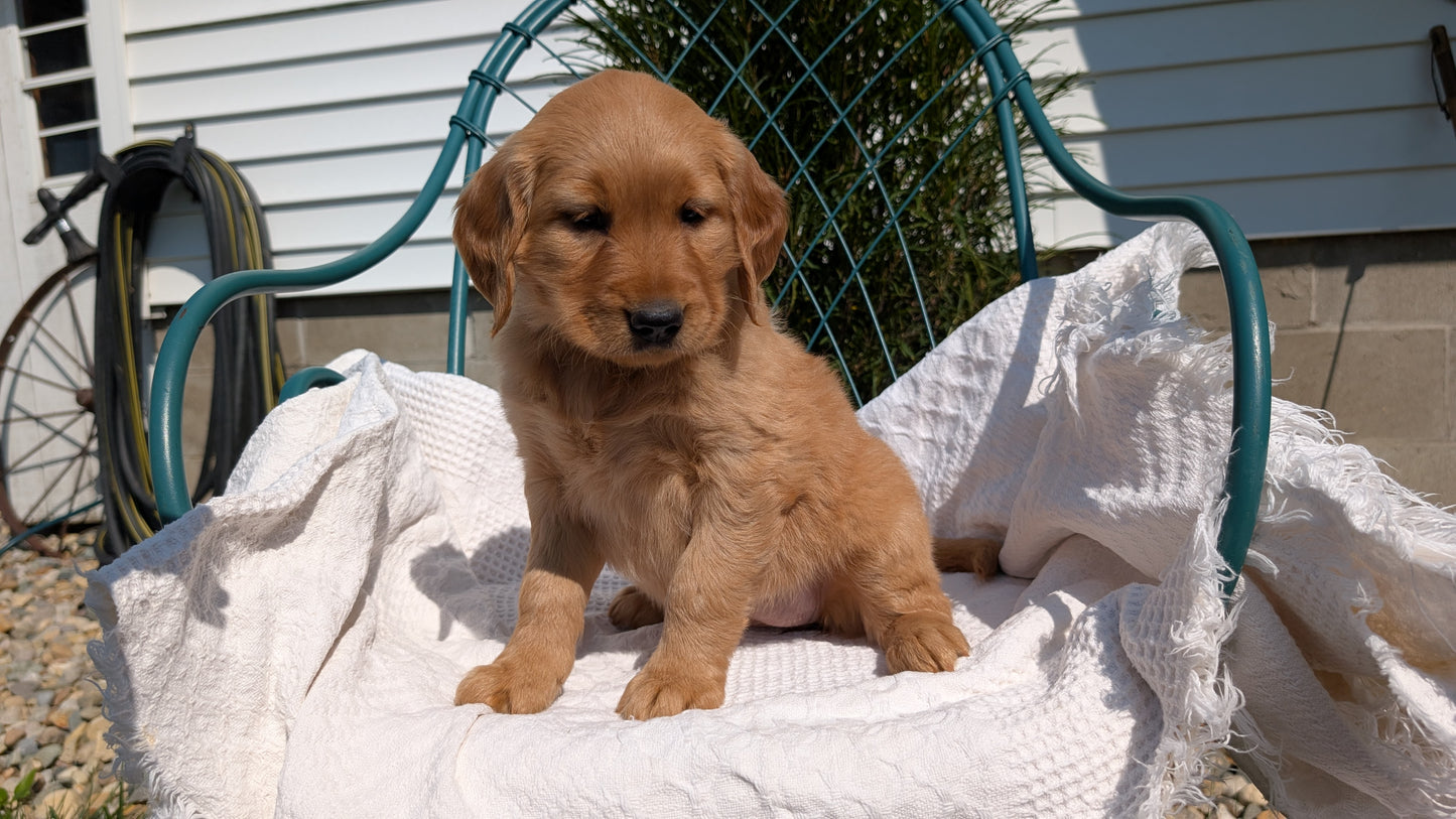 GOLDEN RETRIEVER (07/24) FEMALE