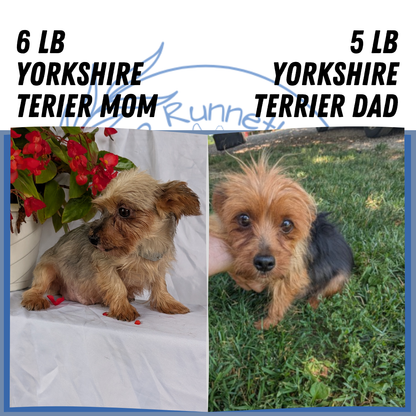 YORKSHIRE TERRIER (06/14) MALE