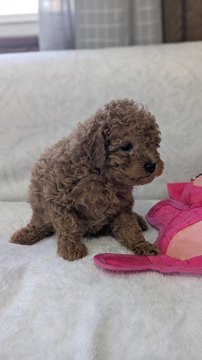 MINI POODLE (01/10) MALE