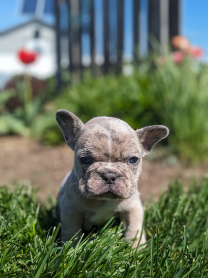FRENCH BULLDOG (03/15) MALE