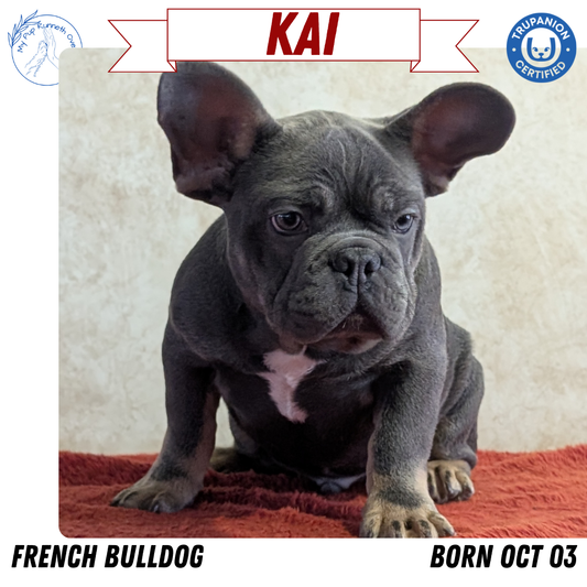 FRENCH BULLDOG (OCT 03) MALES