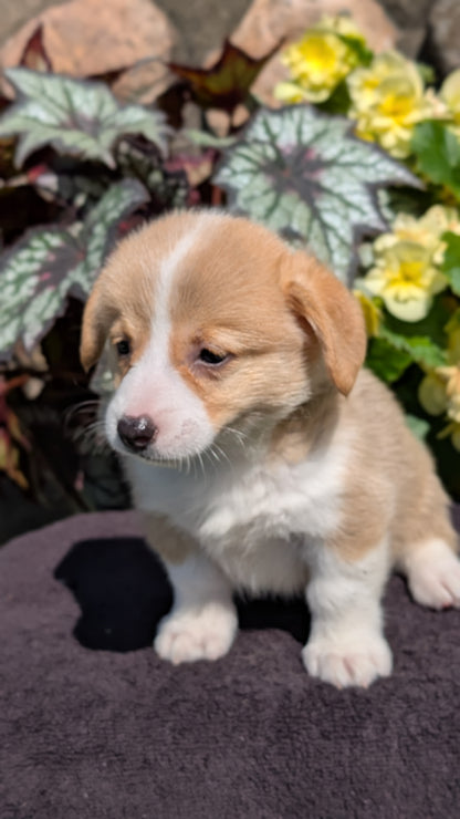 CORGI (JUL 13) 2 FEMALES/3 MALES