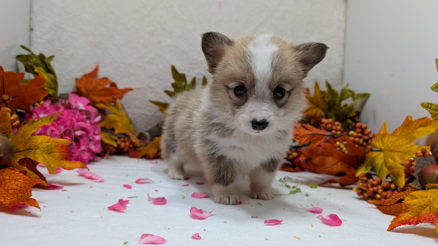 CORGI (09/17) FEMALE