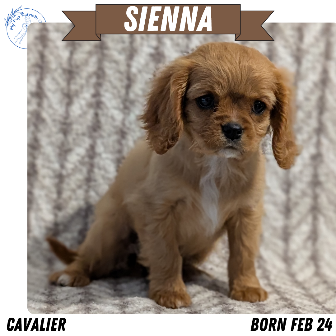 CAVALIER (FEB 24) FEMALE